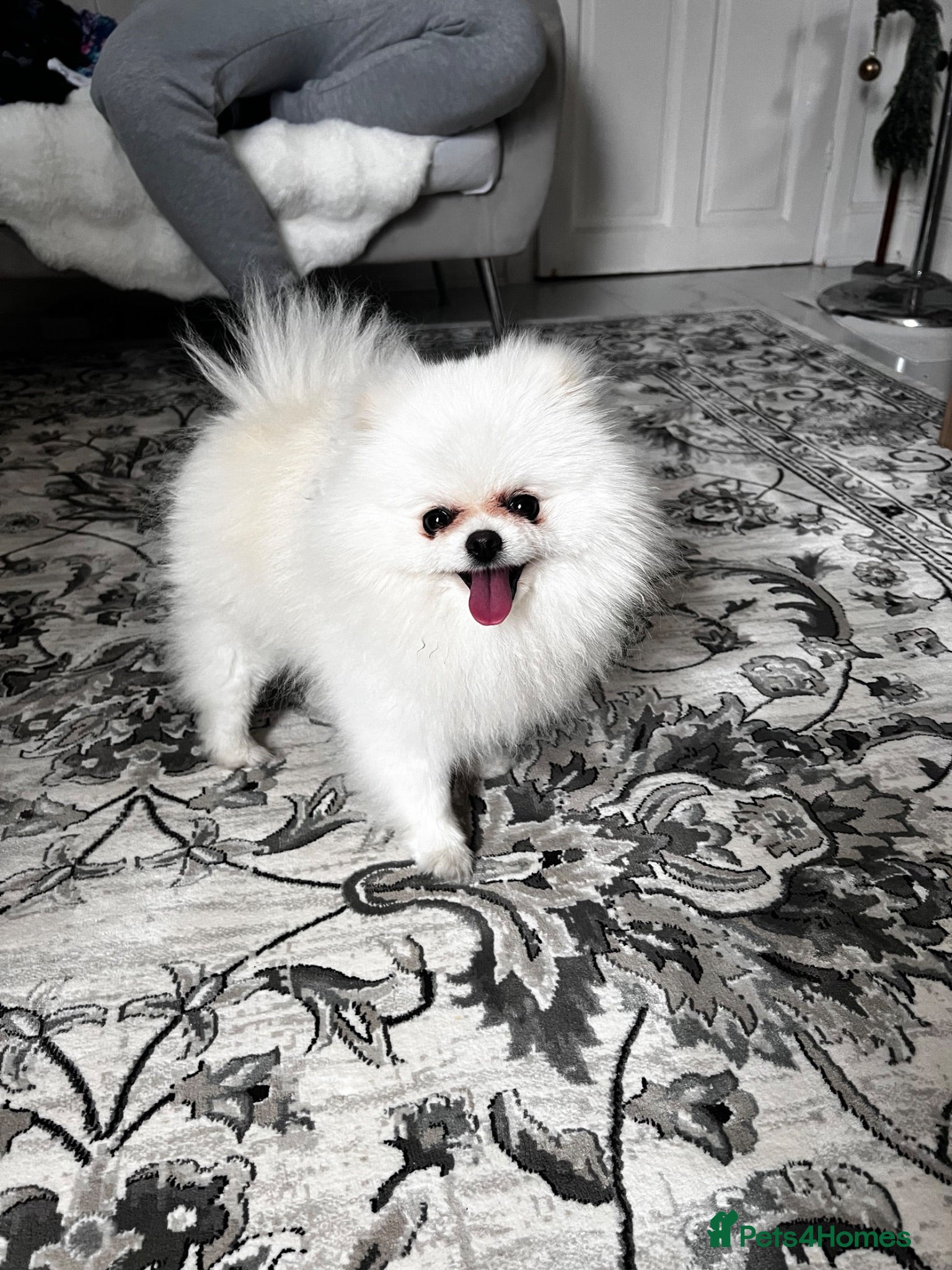 Pomeranian dogs Pomeranian - Advert 2
