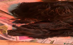 Gordon Setter dogs for sale: Gordon Setter Pups - Image 9