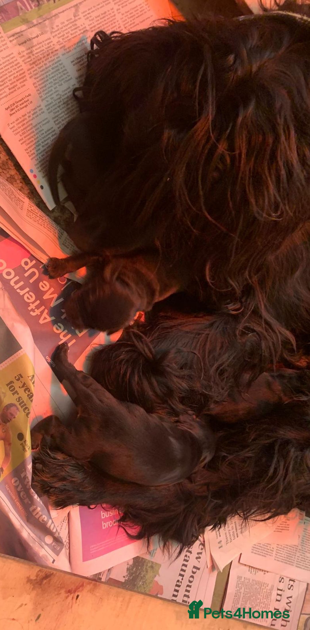 Gordon Setter dogs for sale: Gordon Setter Pups - Image 9