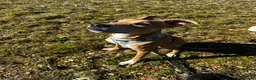 Mixed Breed dogs for sale: Rehome 11 month old greyhound x staffy  - Advert 3
