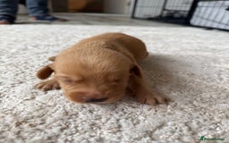 Labrador Retriever dogs for sale: Fox Red Labradors - Image 19