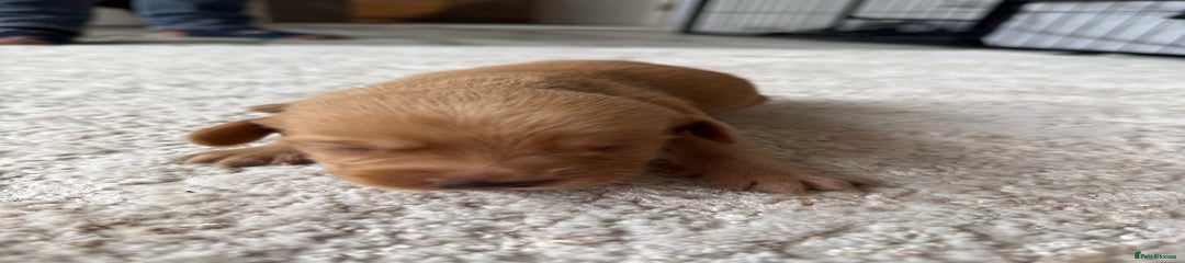 Labrador Retriever Puppy 7