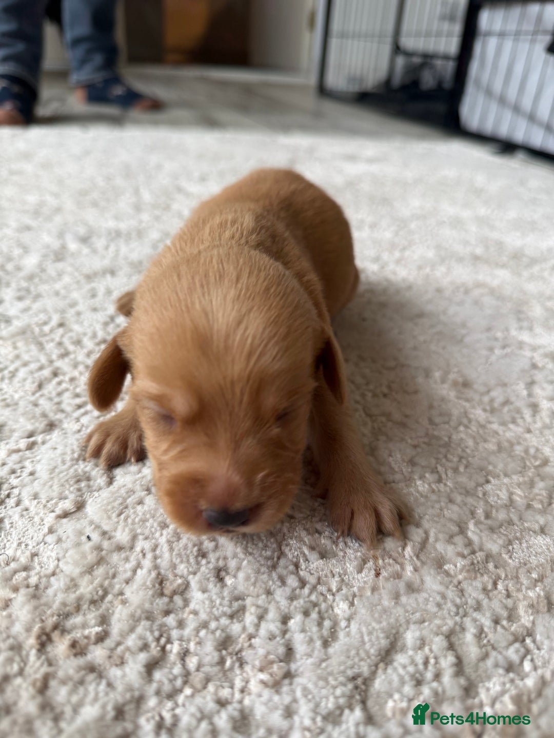 Labrador Retriever dogs for sale: Fox Red Labradors - Image 19