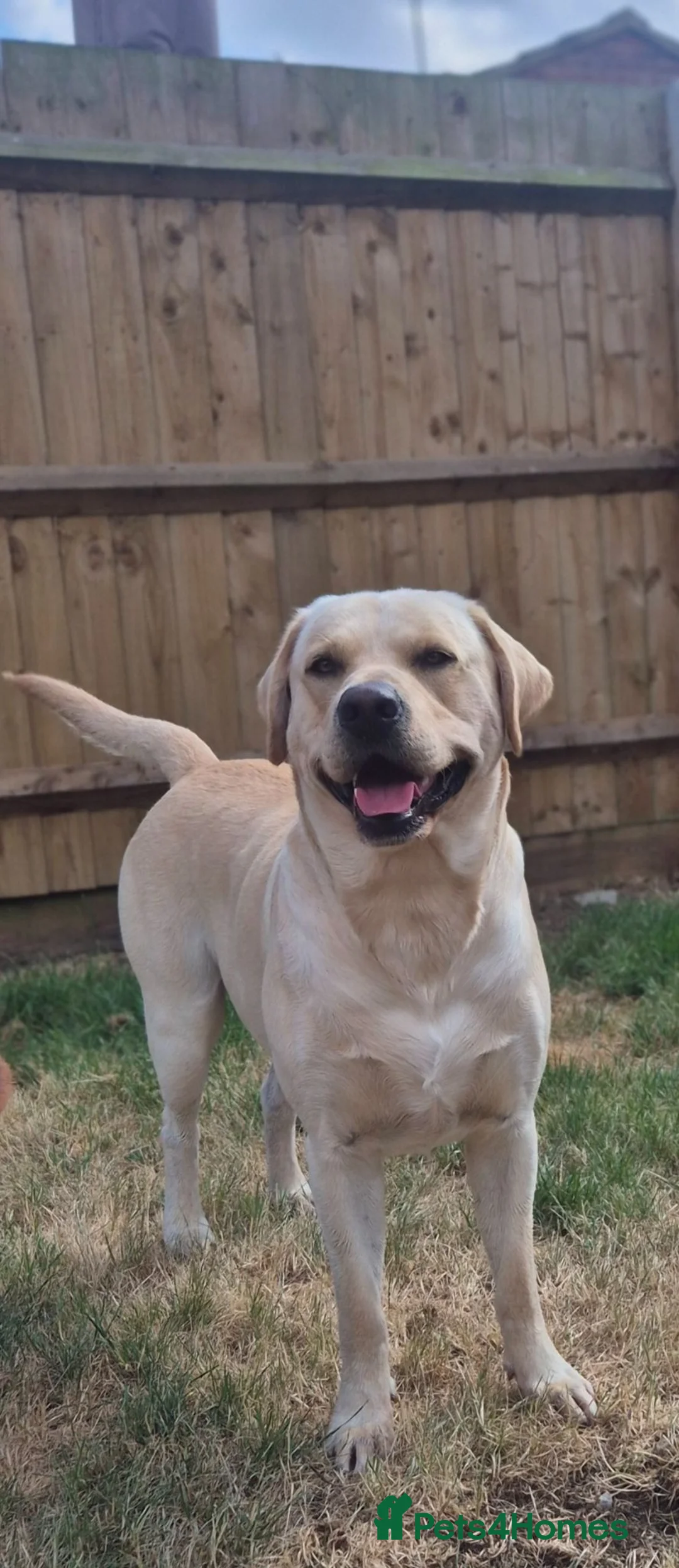 Labrador Retriever dogs for stud: STUD ONLY KC REGISTERED LABRADOR FTC BLOODLINES  in Southam - Advert 2