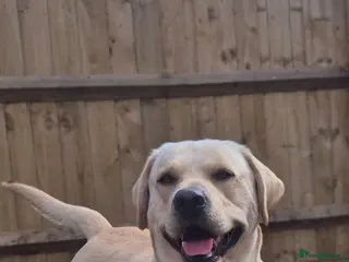 Labrador Retriever dogs STUD ONLY KC REGISTERED LABRADOR FTC BLOODLINES - Advert 2
