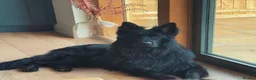 German Shepherd dogs for sale: King German Shepherd Boy  - Advert 1