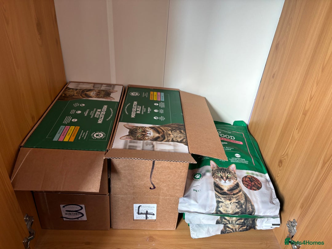 Mixed Breed cats for sale: Black Female Cat - Advert 11