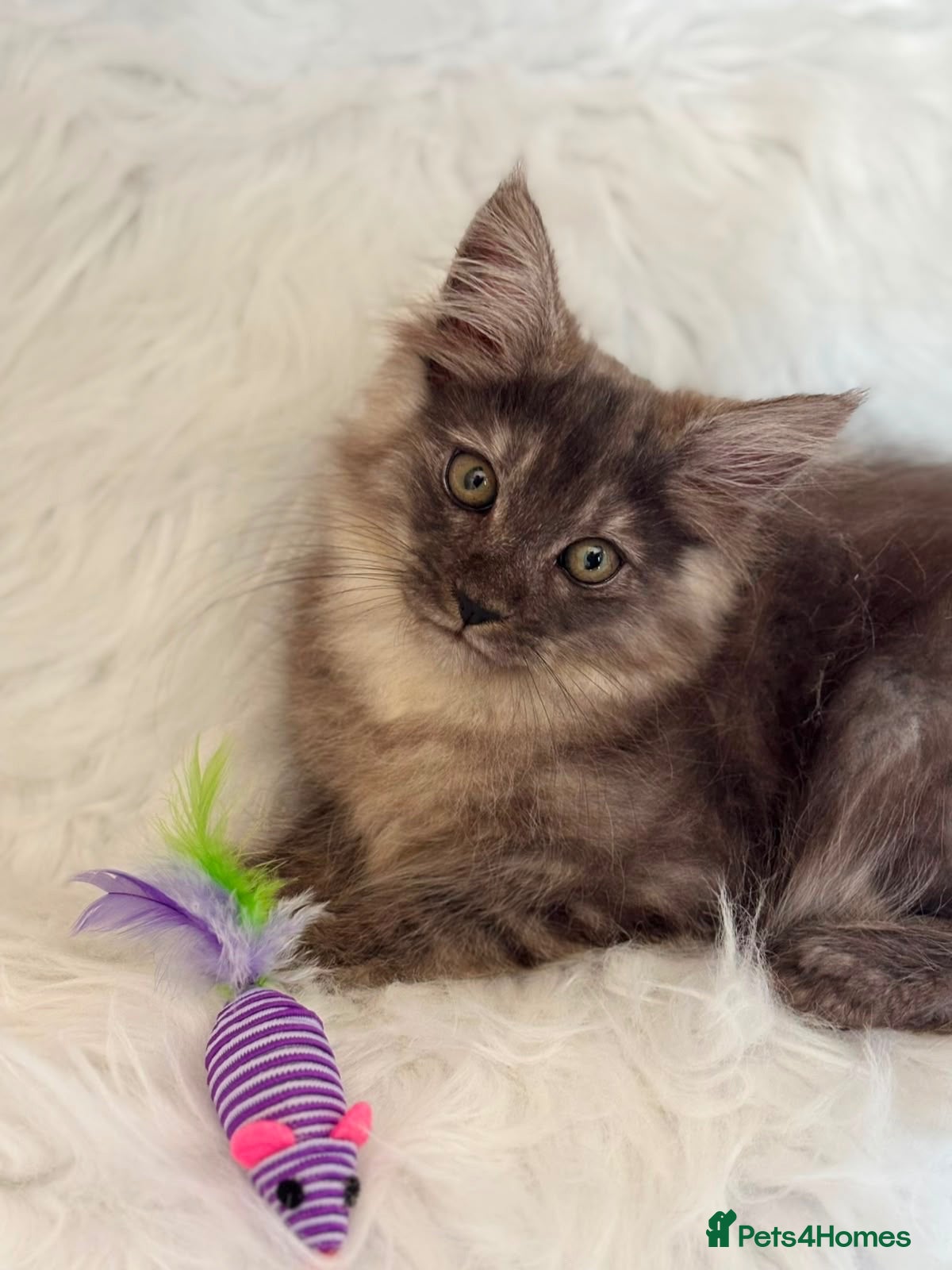 Maine Coon cats Maine coon kittens fluffy cuddly kittens - Advert 3