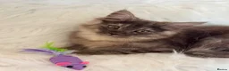 Maine Coon cats for sale: Maine coon kittens fluffy cuddly kittens - Advert 21