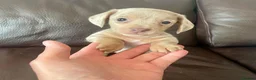 Miniature Dachshund dogs for sale: ⭐️READY NOW⭐️Quality Miniature Dachshund Puppies - Advert 18