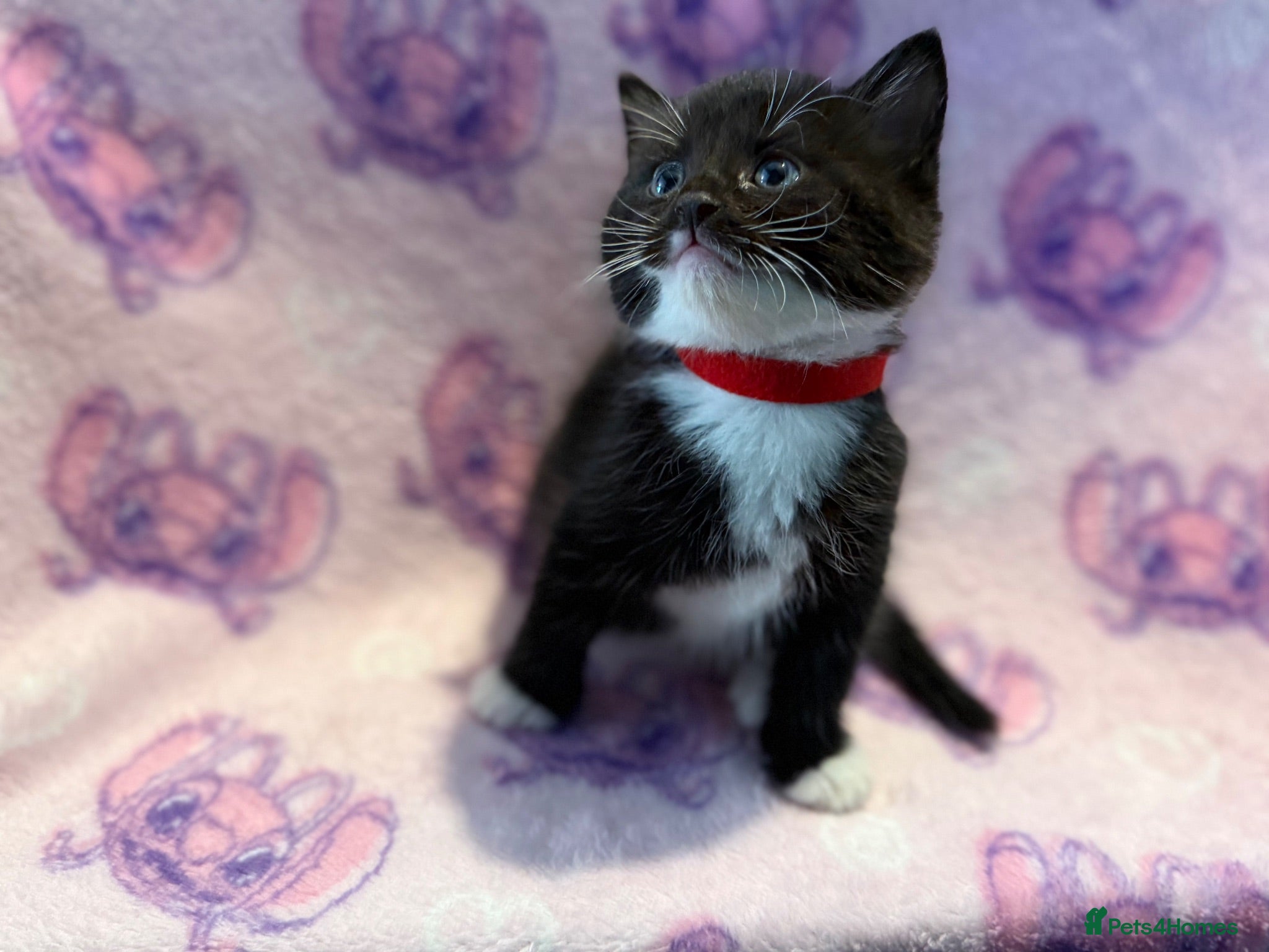 Mixed Breed cats 3 GORGEOUS KITTENS LEFT READY TOMORROW  - Advert 10