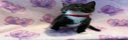 Mixed Breed cats for sale: 3 GORGEOUS KITTENS LEFT READY TOMORROW  - Advert 1