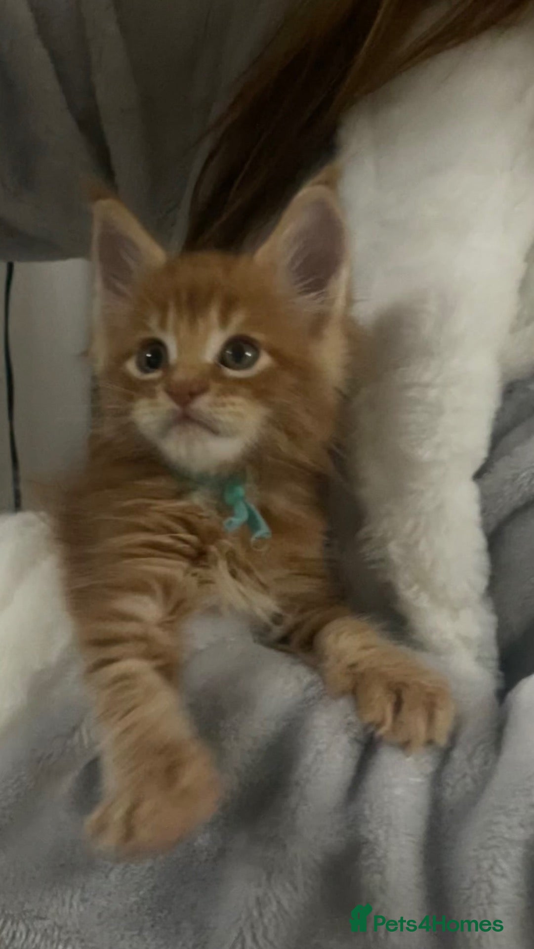 Maine Coon cats for sale: Last Ginger Maine Coon Boy – Little Sunshine 🧡 - Advert 2