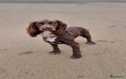 Mixed Breed dogs for sale: Beautiful Female sproker  - Image 2