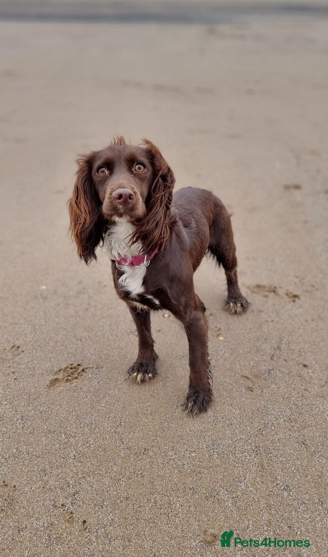 Mixed Breed dogs for sale: Beautiful Female sproker  - Image 2