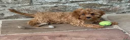 Cavapoo dogs for sale: Two lovely Cavapoo boys - Advert 2