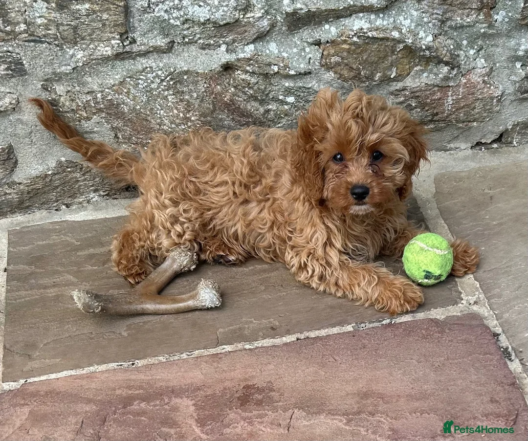 Cavapoo dogs for sale: Two lovely Cavapoo boys - Advert 2