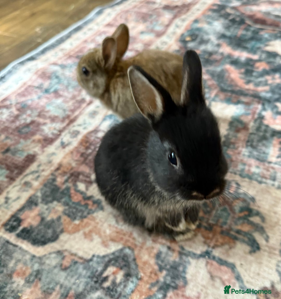 Netherland Dwarf rabbits for sale: Netherland Dwarf Rabbits  - Advert 15