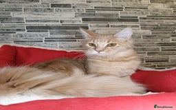Maine Coon cats for sale: Maine coon kittens 'PuuureLove'  - Image 11