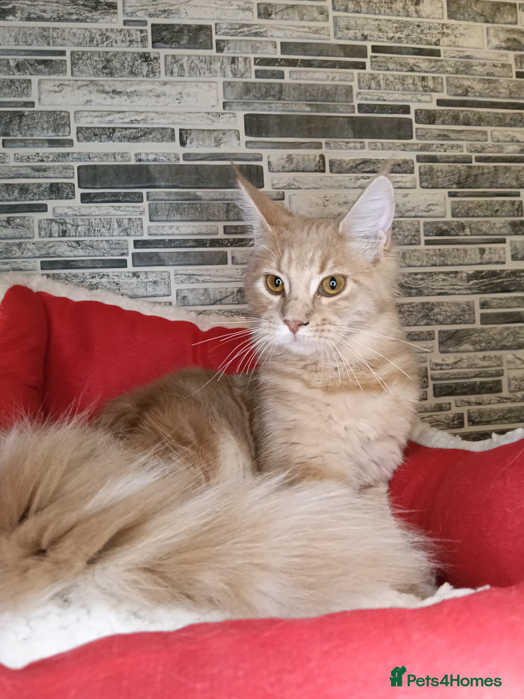 Maine Coon cats for sale: Maine coon kittens 'PuuureLove'  - Image 11