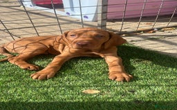 Hungarian Vizsla dogs for sale: Hungarian Vizsla puppies   - Image 17