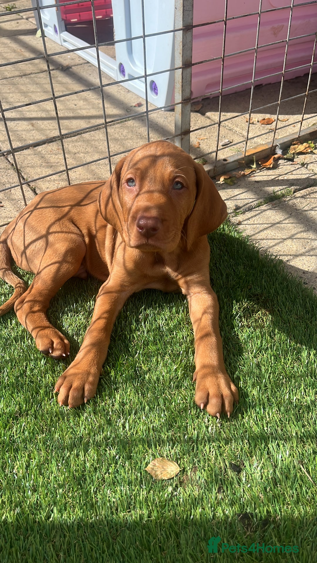 Hungarian Vizsla dogs for sale: Hungarian Vizsla puppies   - Image 17