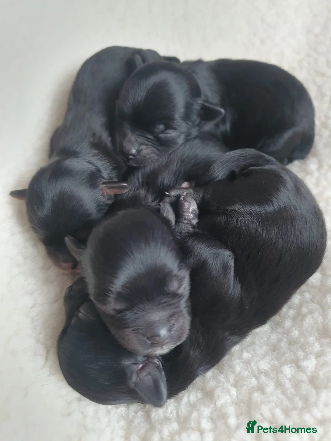 Toy Poodle dogs for stud: K.C Chocolate ToyPoodle at Stud in Coventry - Advert 38