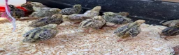 Quail poultry for sale: Jumbo Japanese Coturnix Quail Chicks  in Birmingham - Advert 3