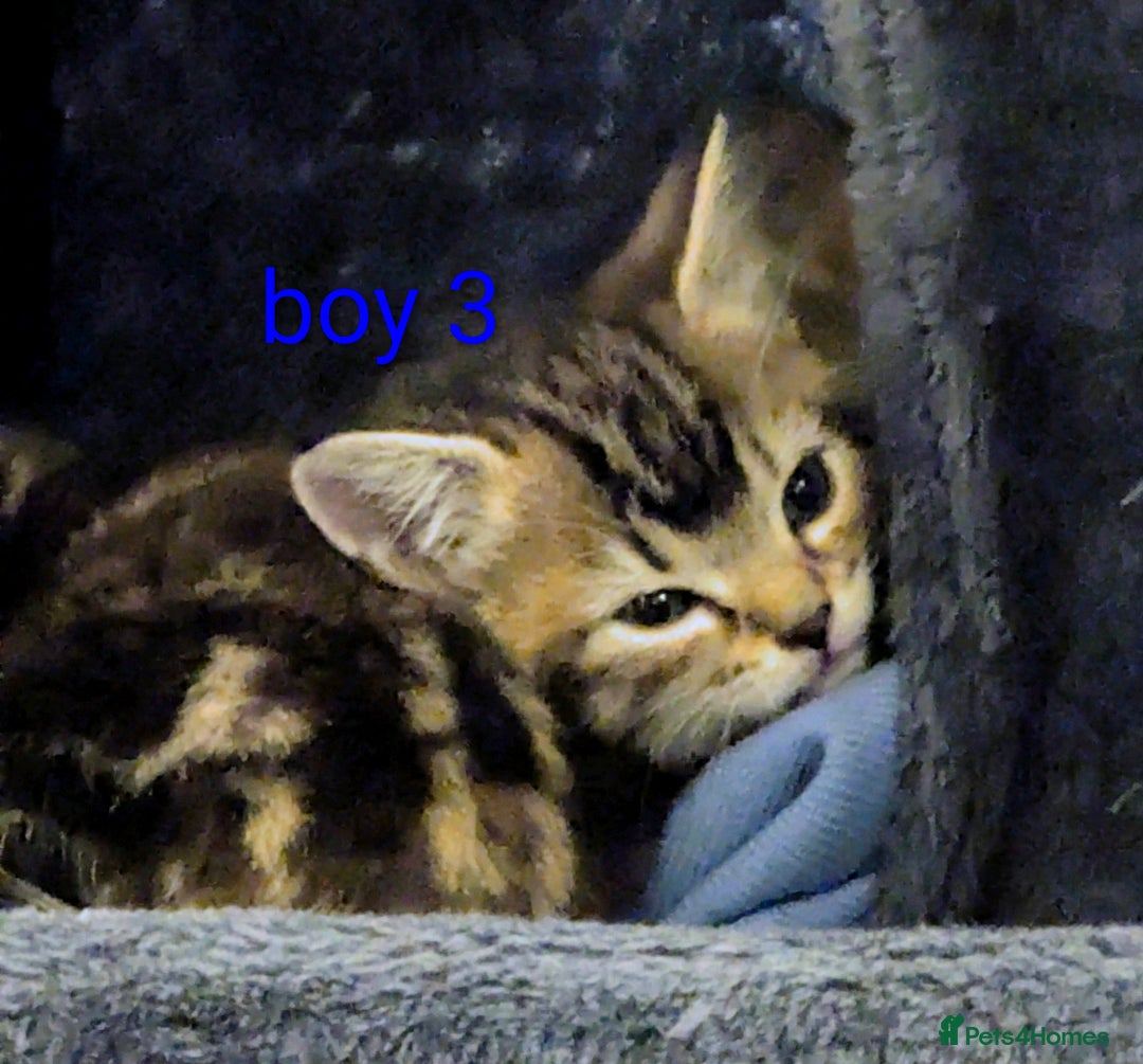 Mixed Breed cats for sale: Gorgeous kittens for sale £250 males £300 females - Advert 24