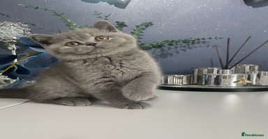 British Shorthair cats - Advert 13