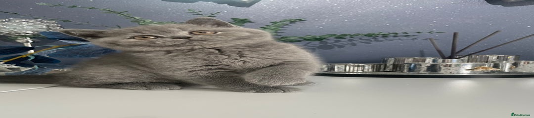 British Shorthair Kitten 6