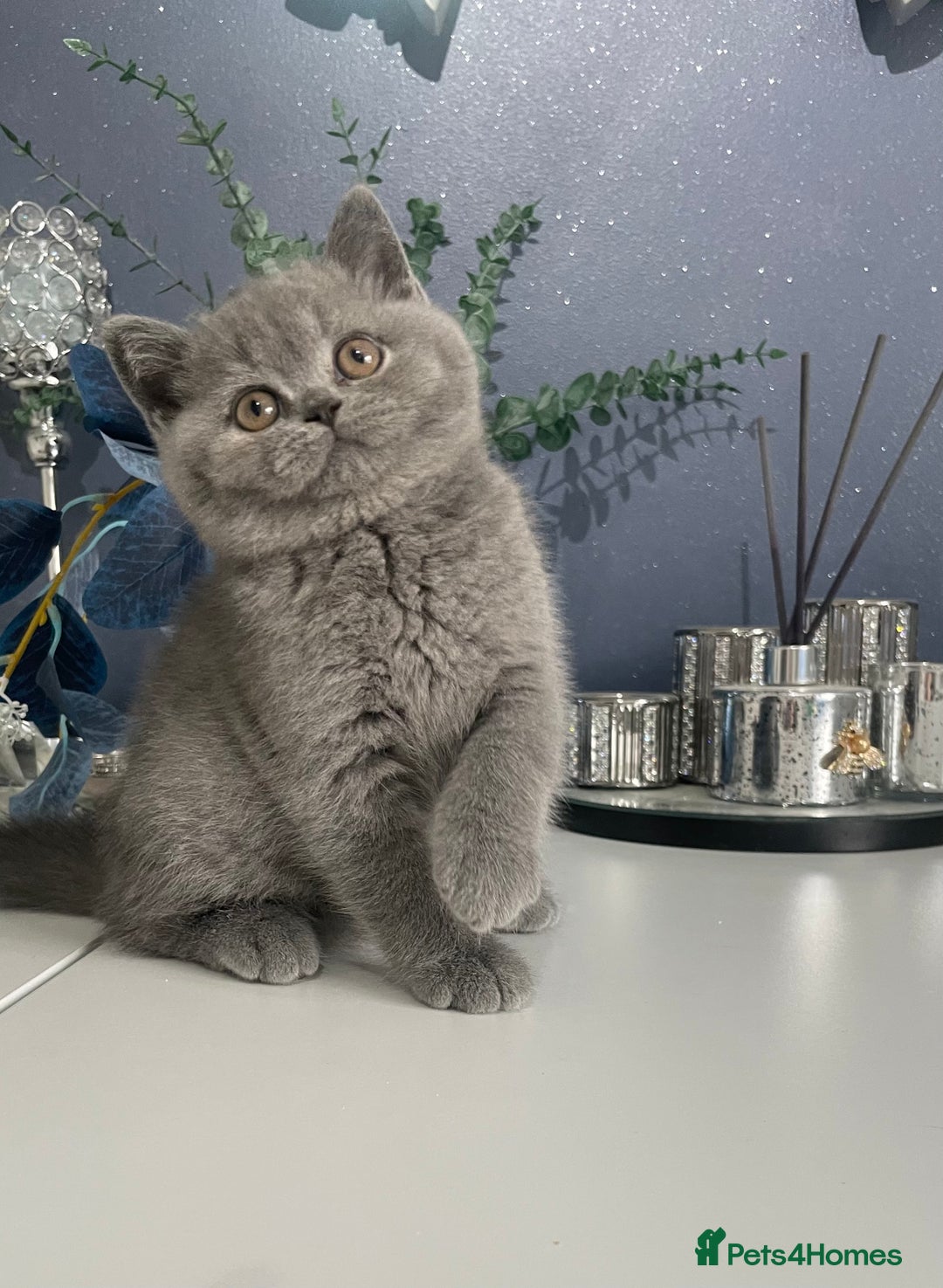 British Shorthair cats for sale: 🔥 BRITISH SHORTHAIR KITTENS BLUE BLACK LILAC CHOC - Image 2