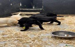 Labrador Retriever dogs for sale: Outstanding Labrador puppies  - Image 6