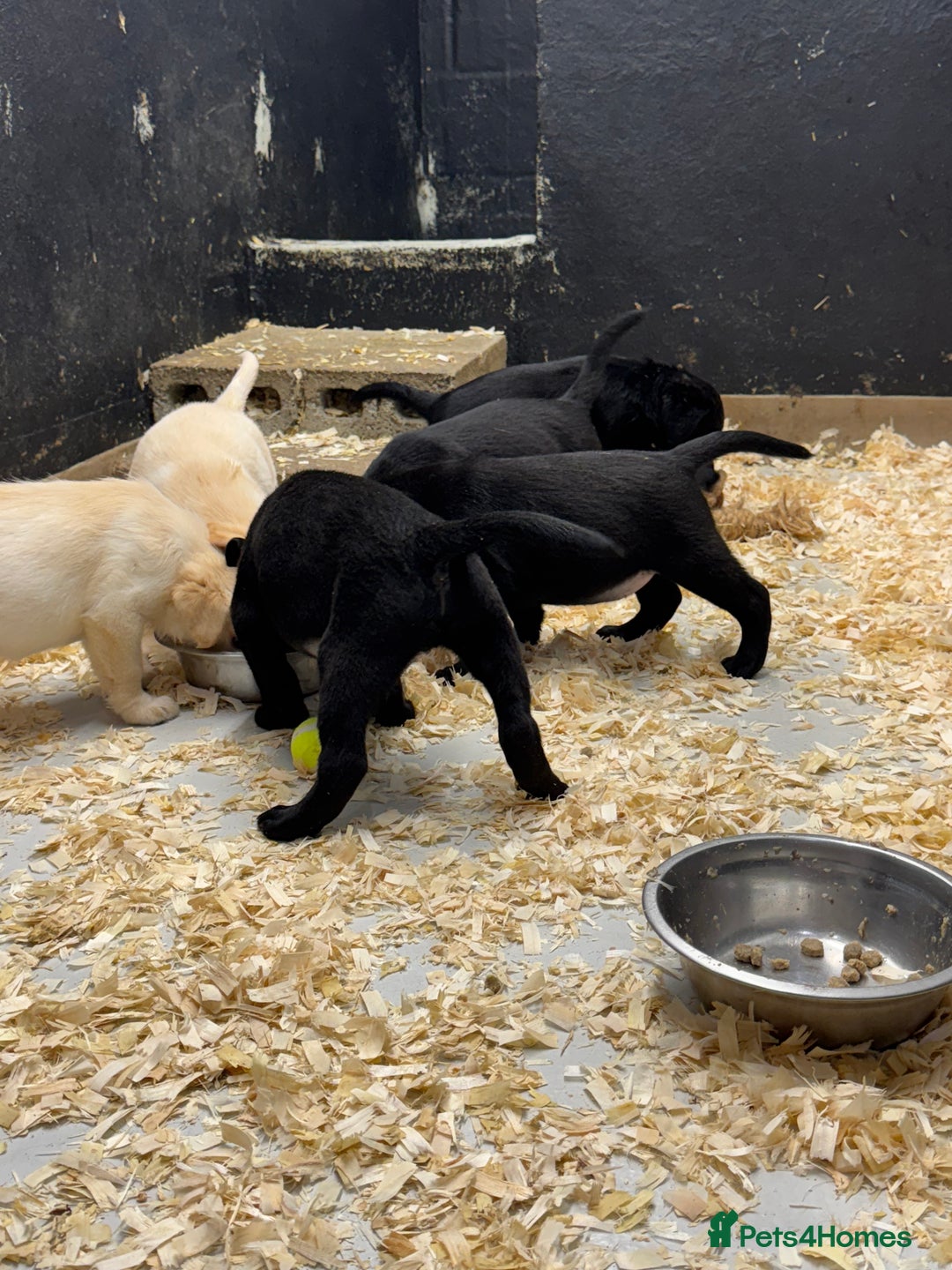 Labrador Retriever dogs for sale: Outstanding Labrador puppies  - Image 6
