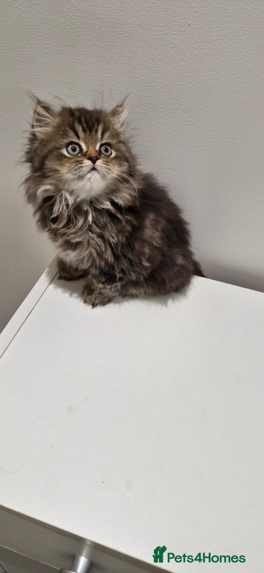 Persian cats for sale: 4 Persian Kittens Doll Face  - Advert 1