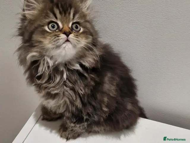 Persian cats for sale: 4 Persian Kittens Doll Face - Advert 1