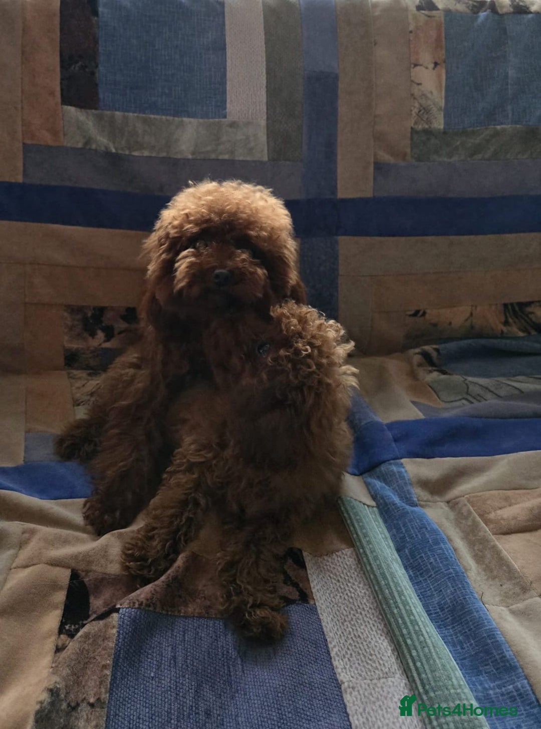 Toy Poodle dogs for sale: Asian Toy Poodle (Korean & Chineese) - Advert 7