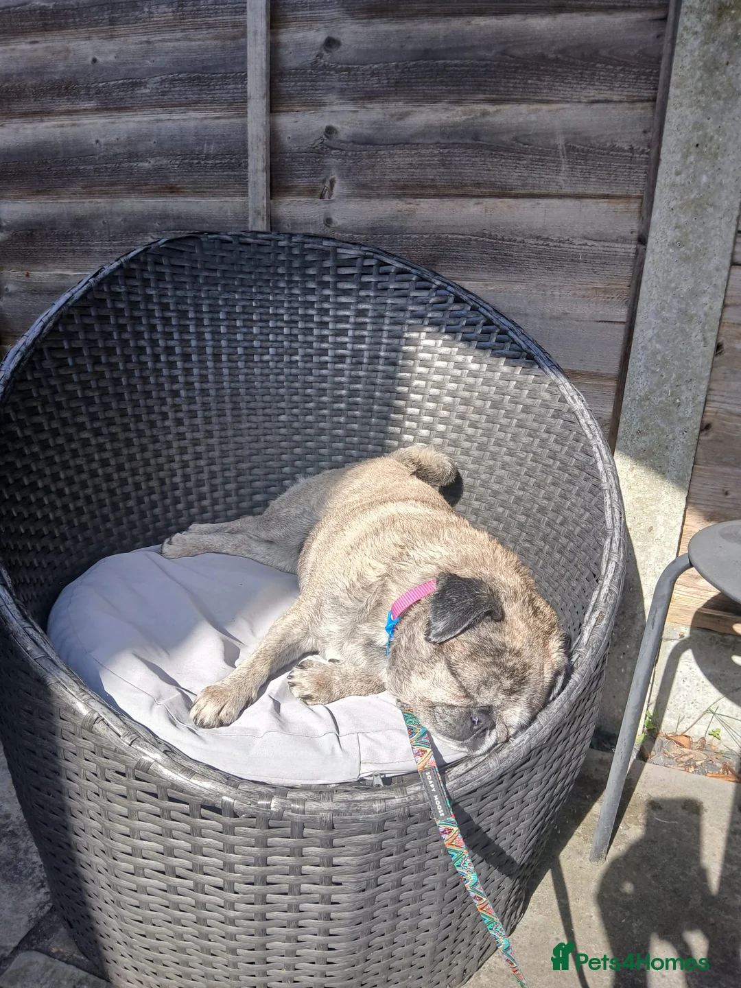 Pug dogs for adoption: Miss Lola needs a loving home in Waltham Abbey - Advert 2