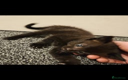 Mixed Breed cats for sale: Half ragdoll kittens - Image 9