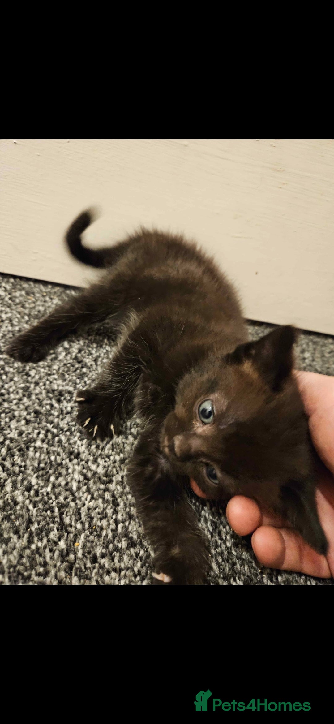 Mixed Breed cats for sale: Half ragdoll kittens - Image 9