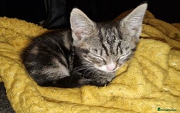 Mixed Breed cats for sale: Kitten for sale. A beautiful girl! - Advert 17