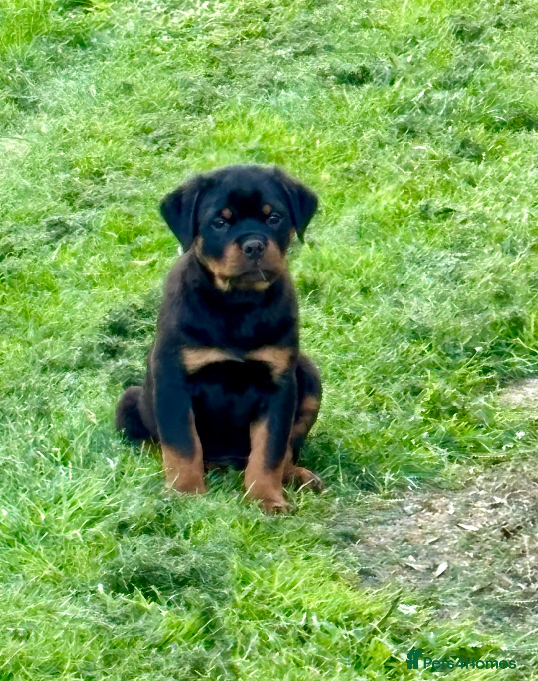 Rottweiler dogs for sale: 🏆Ready to go! By N.1 Stud in the UK METAL!!🏆 - Image 5