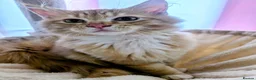 Maine Coon cats for sale: Mainecoon x Ragdoll kittens,read full description  - Advert 1