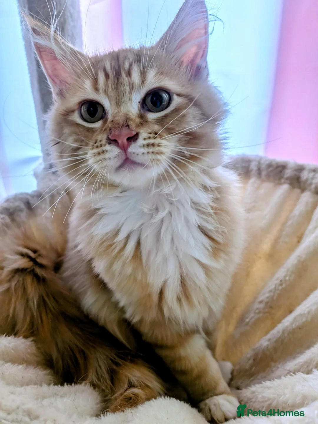 Maine Coon cats for sale: Mainecoon x Ragdoll kittens,read full description  - Advert 1