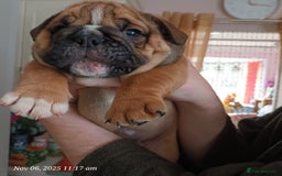 English Bulldog dogs for sale: Beautiful English buldog awaiting for new parents - Image 5