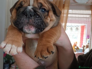 English Bulldog dogs - Advert 6