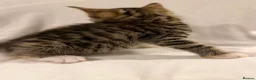 Mixed Breed cats for sale: Bengal Mix Kittens - Advert 9