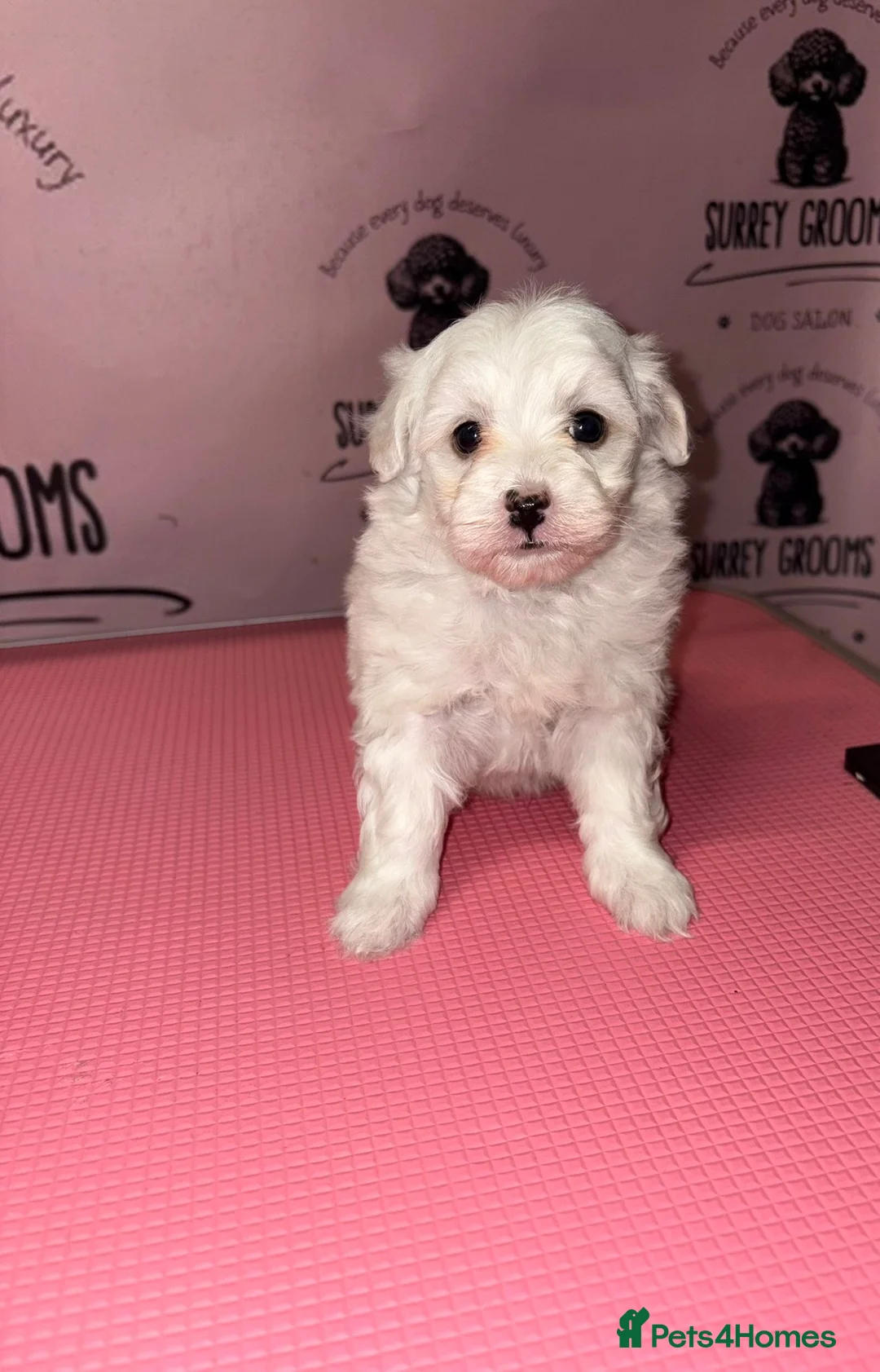 Maltipoo dogs for sale: Health tested parents  - Advert 13