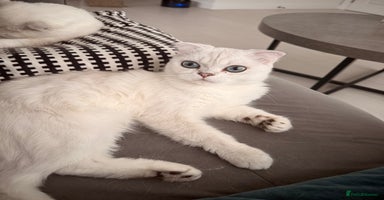 Scottish Fold cats - Advert 4