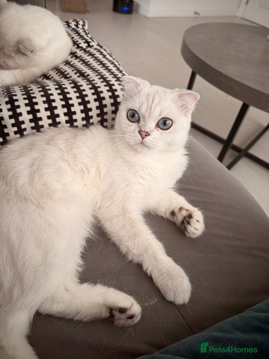 Scottish Fold cats for sale: White Scottish Fold Female looking for loving home - Image 3